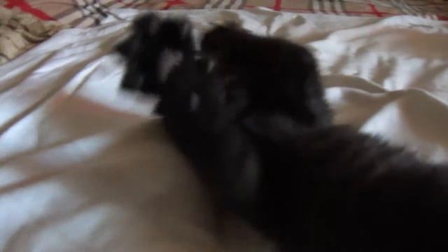 Котёнок (порода Шотландская вислоухая, имя Martisha) смотреть онлайн