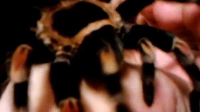 My tarantula spider, Мой паук-птицеед смотреть онлайн