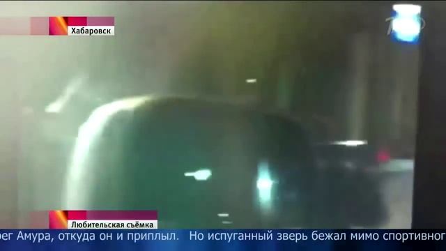 Медведь ворвался в торговый центр в Хабаровске - 14.10.2015