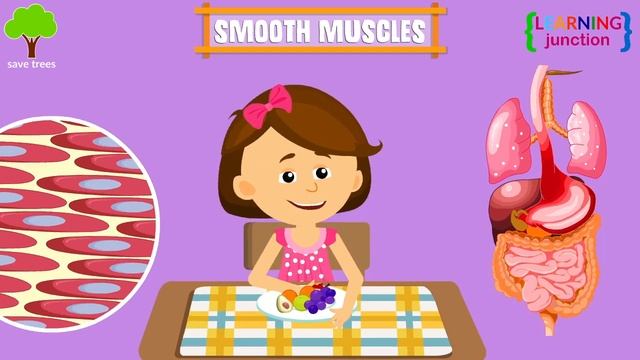Muscular System Video | Types Of Muscles | Video For Kids
