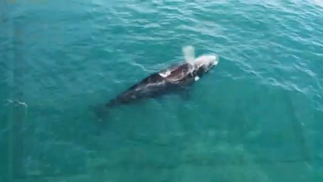 Животные красной книги смотреть онлайн