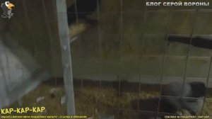 Ворона хищник и кормить ее надо правильно.  Домашняя ворона любит мяско.  Содержание вороны дома