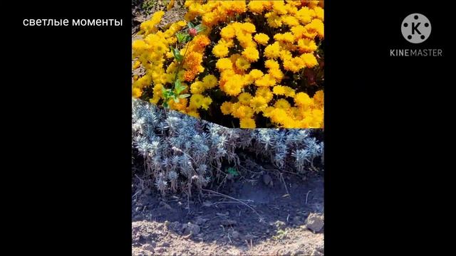 ?Welcome. Мир цветов и растений. смотреть онлайн