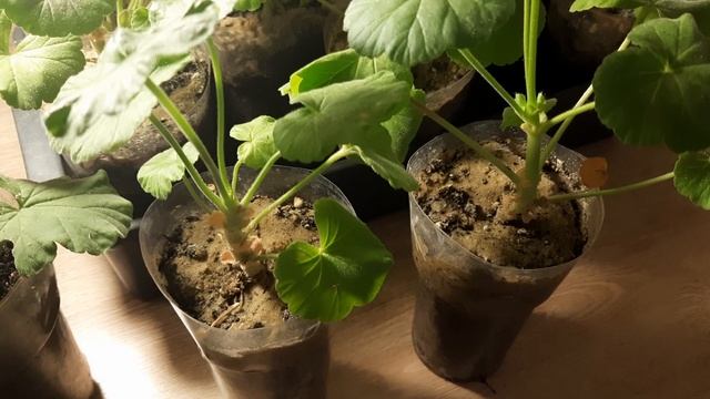 ЧЕРЕНКИ ПЕЛАРГОНИИ ВАЖНЫЙ МОМЕНТ ПО ПРИЩИПКЕ. смотреть онлайн
