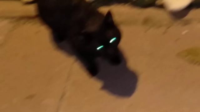 Кота облили клеем. смотреть онлайн