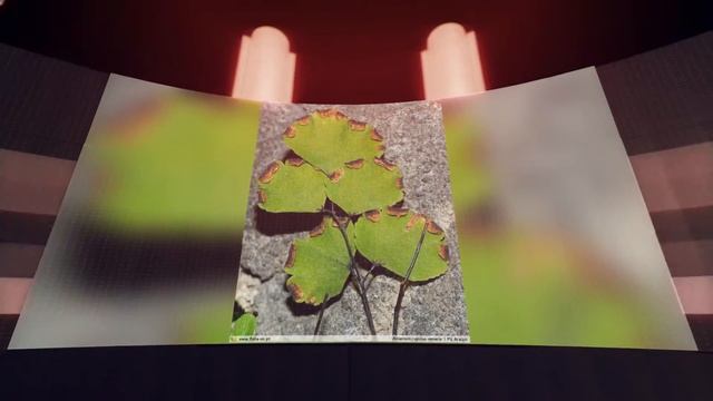 Адиантум Венерин волос (Adiantum capillus-veneris) смотреть онлайн