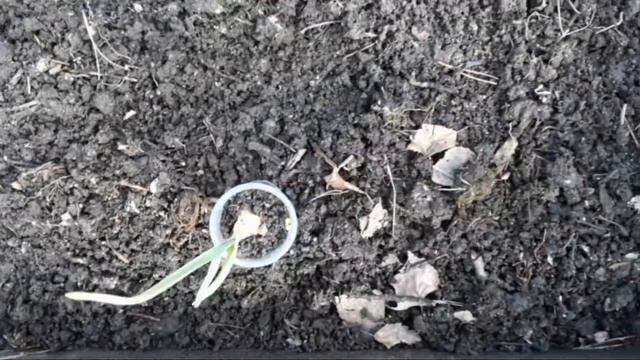 Озимый чеснок рассадой?!Высадка в грунт 14 апреля. смотреть онлайн