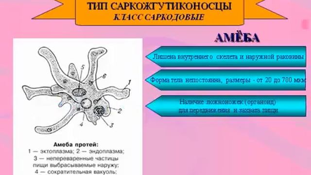 Подцарство Одноклеточные.AVI смотреть онлайн