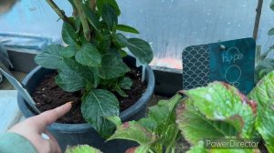 Когда черенковать крупнолистные гортензии?