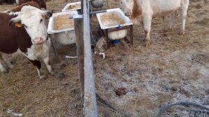 Зимняя поилка для крс из еврокуба