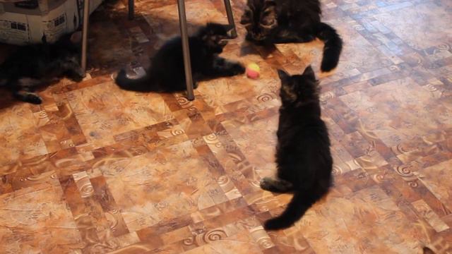 Котята мейн-кун играют с мячиком смотреть онлайн