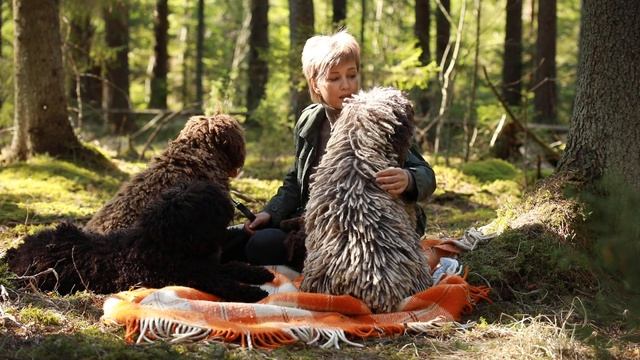 Испанские водяные собаки в России. Spanish water dog in Russia смотреть онлайн