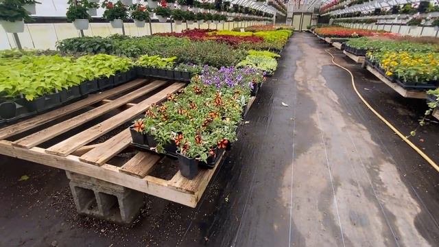 Trip To The Garden Center - Frank's Produce And Greenhouses 🌸🌺🪴❤️