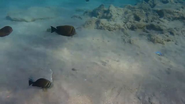 обитатели бухты Наама Бей 2 смотреть онлайн