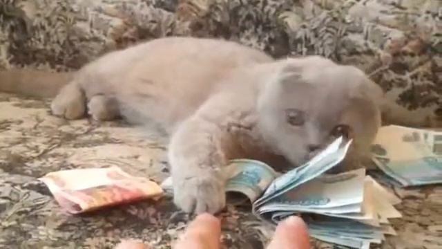 кошка не хочет отдавать деньги смотреть онлайн
