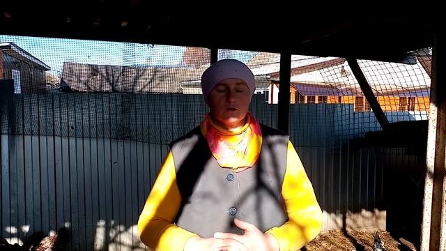 Какую выбрать породу кур для хорошей яйценоскости. смотреть онлайн