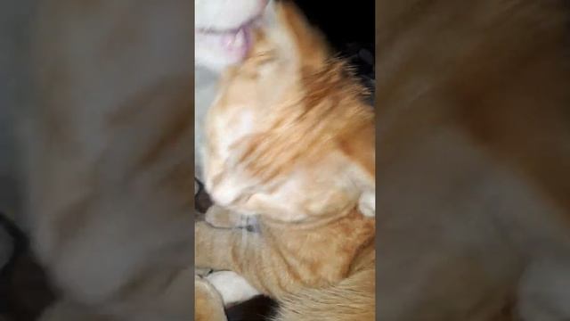 МОДНЫЕ СТРИЖКИ ЭТОГО СЕЗОНА ОТ АНТОШИКА (модель Аленушка) ))) смотреть онлайн