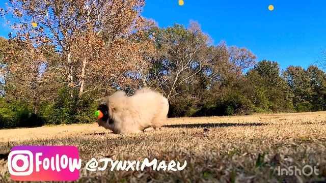 Pekingese SLOMO Ball fun!!! смотреть онлайн