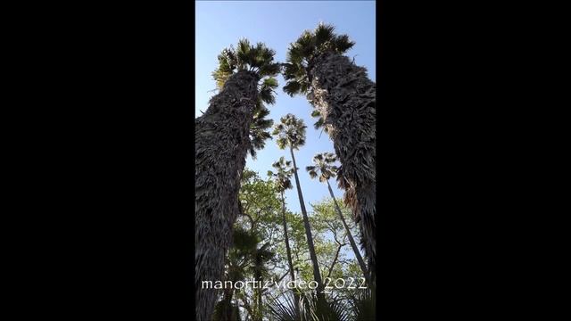 Washingtonia filifera California palm from the Rome's Botanical Garden, manortiz смотреть онлайн