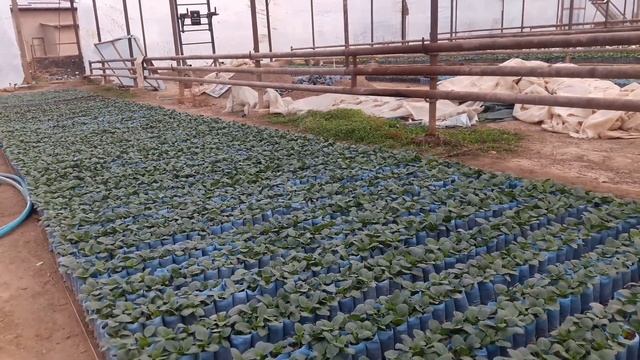 20 грамм этого удобрения и у рассады будет ПЫШНЫЙ, КРАСИВЫЙ и ЗЕЛЁНЫЙ куст?КОГДА КОРНИ НЕ РАБОТАЮТ смотреть онлайн