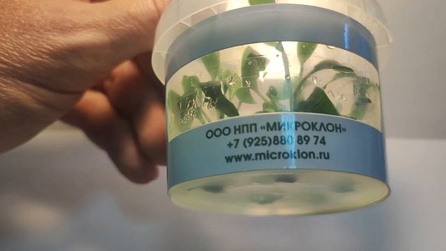 Живое аквариумное растение Хомеломена меристемное смотреть онлайн