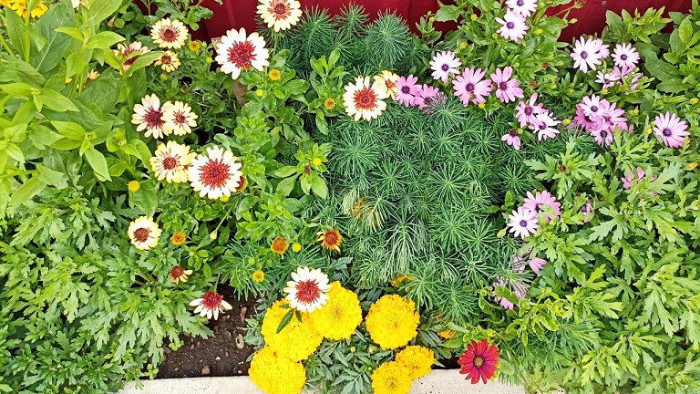 Сибирь. Часть 2. Обзор цветов на усадьбе на 1 августа. смотреть онлайн