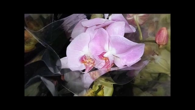 Шикарный завоз Оптовая База. смотреть онлайн