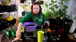 Как пикировать рассаду? Пикировка перца и физалиса. Пересадка сеянцев