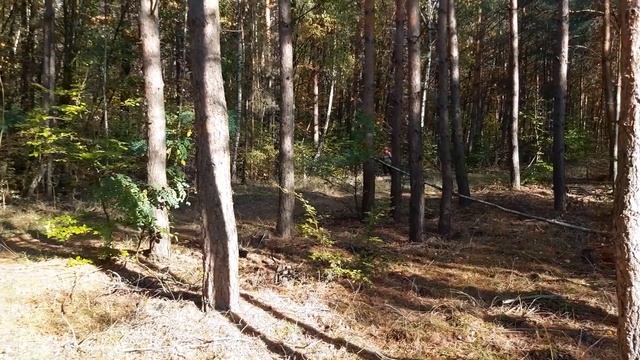 Сбор грибов Советы от Прикола Иваныча смотреть онлайн