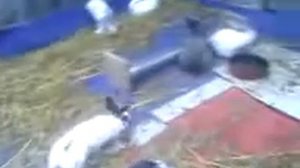 Вольерное содержание кроликов