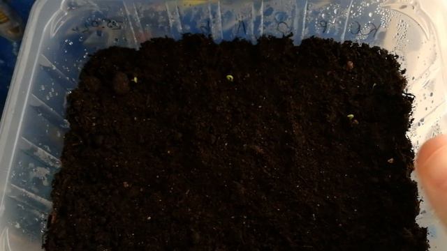 Первые всходы 2018 год. 5 день после посева с Татьяной Пивкиной смотреть онлайн