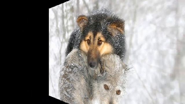 ОДИНОКАЯ ВОЛЧИЦА.wmv смотреть онлайн