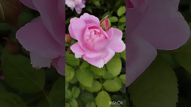 Первое цветение роз в моем саду на Южном Урале. 10 июня 2023 г. смотреть онлайн