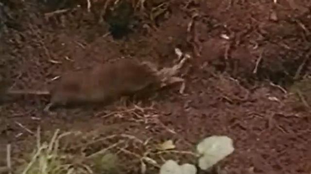 Бурозубки смотреть онлайн