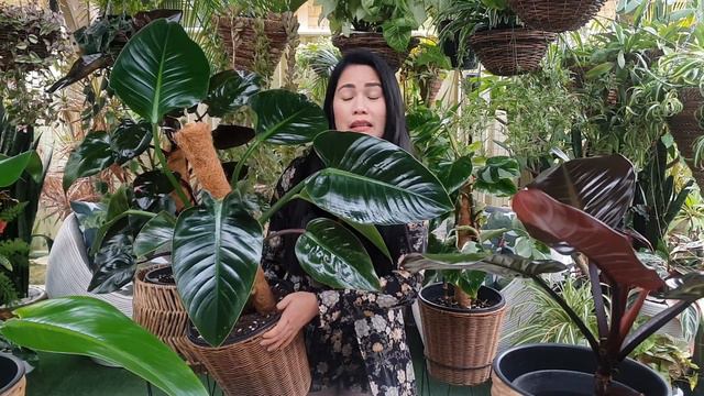 MY PHILODENDRON COLLECTION Part 2 / MAY 2021 / Philodendron Care and Grow tips / Sarah G. Smith смотреть онлайн