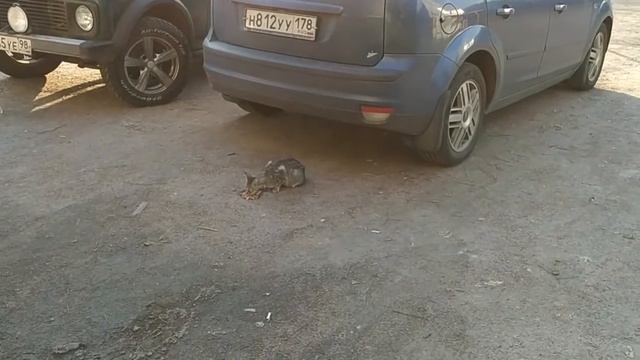 Бездомные кошки Санкт-Петербург