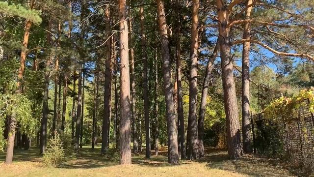 Autumn in Akademgorodok. Novosibirsk смотреть онлайн