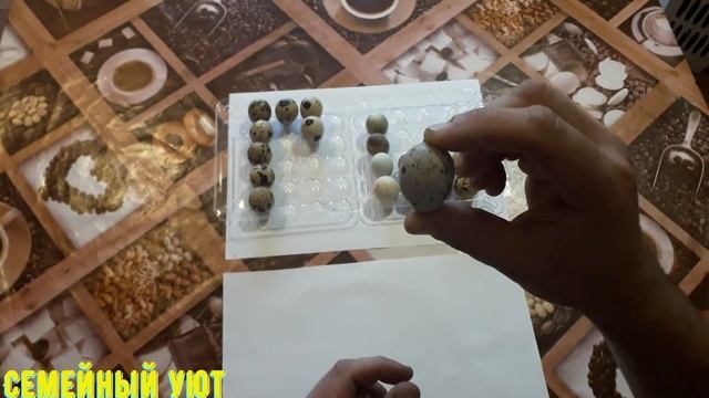 Какие яйца закладывать в инкубатор. Отбраковка яиц. смотреть онлайн