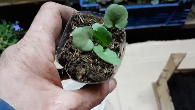 ВИОЛА. выращивание из семян. ЛЕГКО. сроки. как вырастить виолу из семян. виола из семян. виола смотреть онлайн