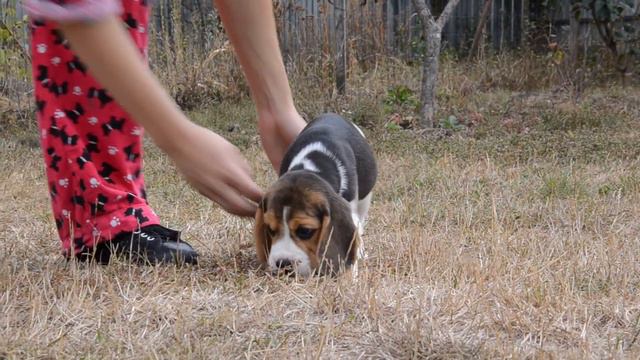 beagle boy - PRIROZHDENNYY LIDER Kattyval - 8,5 weeks смотреть онлайн