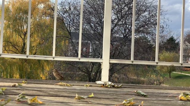 Fall, 60K 24FPS iPhone XS смотреть онлайн