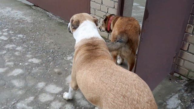 Второй выход на улицу! Адаптация! смотреть онлайн