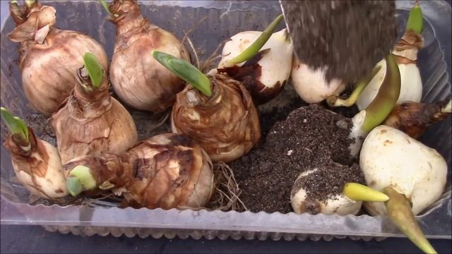 Нарциссы.  Что делать с луковицами до посадки?