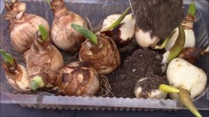 Нарциссы.  Что делать с луковицами до посадки?