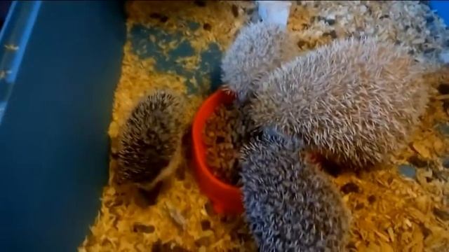 Африканские карликовые декоративные ежи \ African pygmy hedgehogs breeds смотреть онлайн