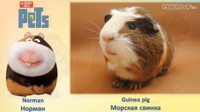 Тайная Жизнь Домашних Животных В Реальной Жизни - The Secret Life Of Pets In Real Life смотреть онлайн