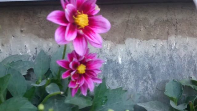 Chicken Coop Flower Box Surprise