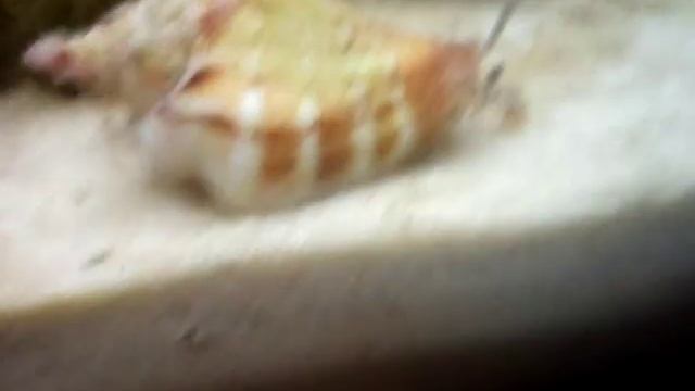 Стромбус (Strombus) смотреть онлайн