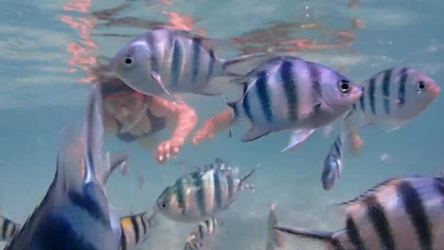 Underwater Odyssey snorkeling tour in Pattaya May 18 2023 part 5 смотреть онлайн