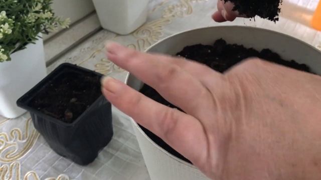 КЛУБНЕВАЯ БЕГОНИЯ. КАК ПРАВИЛЬНО ПЕРЕСАДИТЬ БЕГОНИЮ. смотреть онлайн